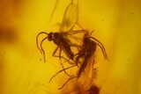 Detailed Fossil Spiders, Springtails and Flies in Baltic Amber #163499-3